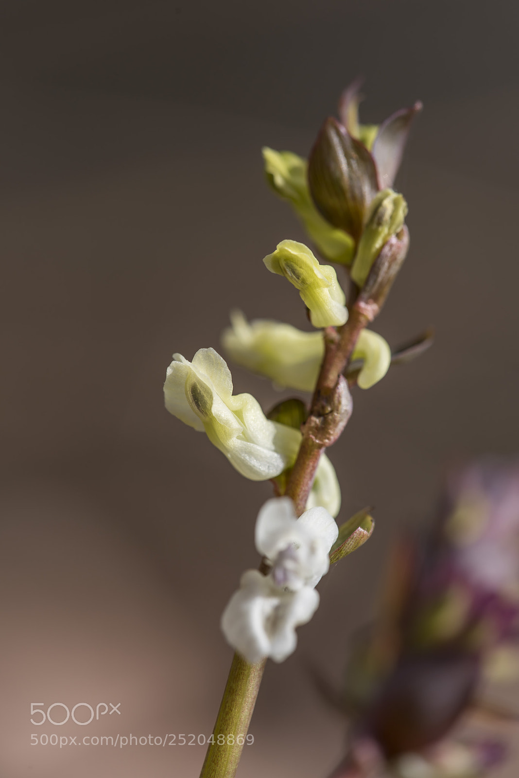 Nikon D810 sample photo. Lerchensporn photography