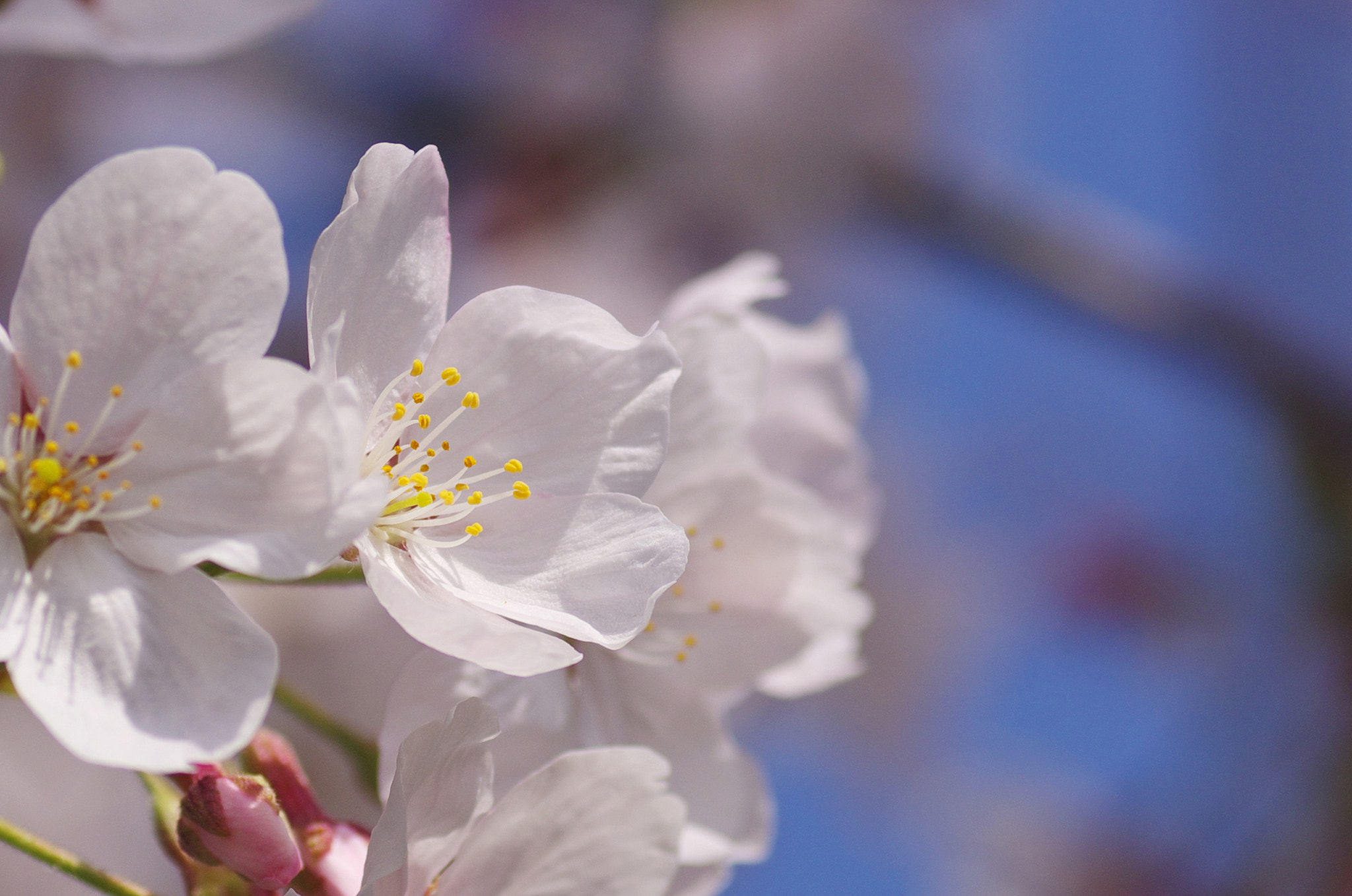 Tamron SP AF 90mm F2.8 Di Macro sample photo. One spring day 2 photography