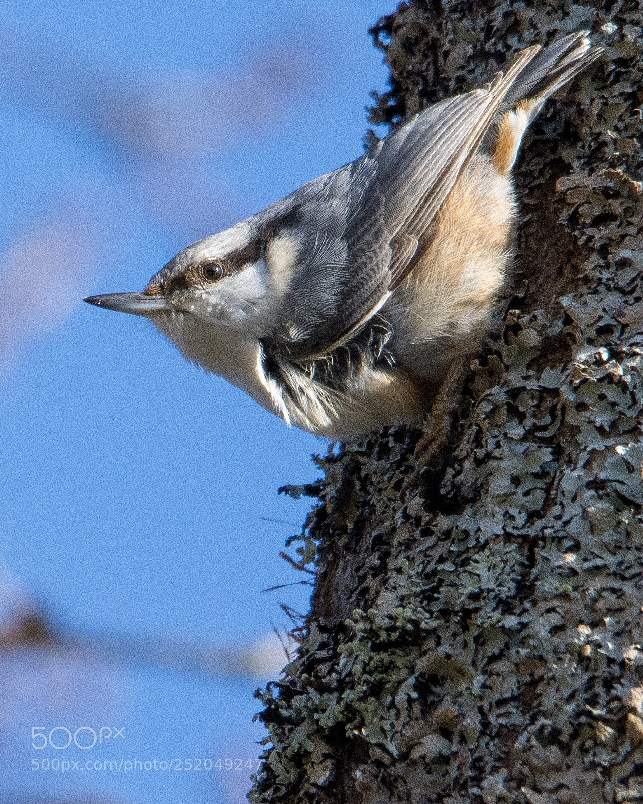Nikon D7200 sample photo. Catching wind photography
