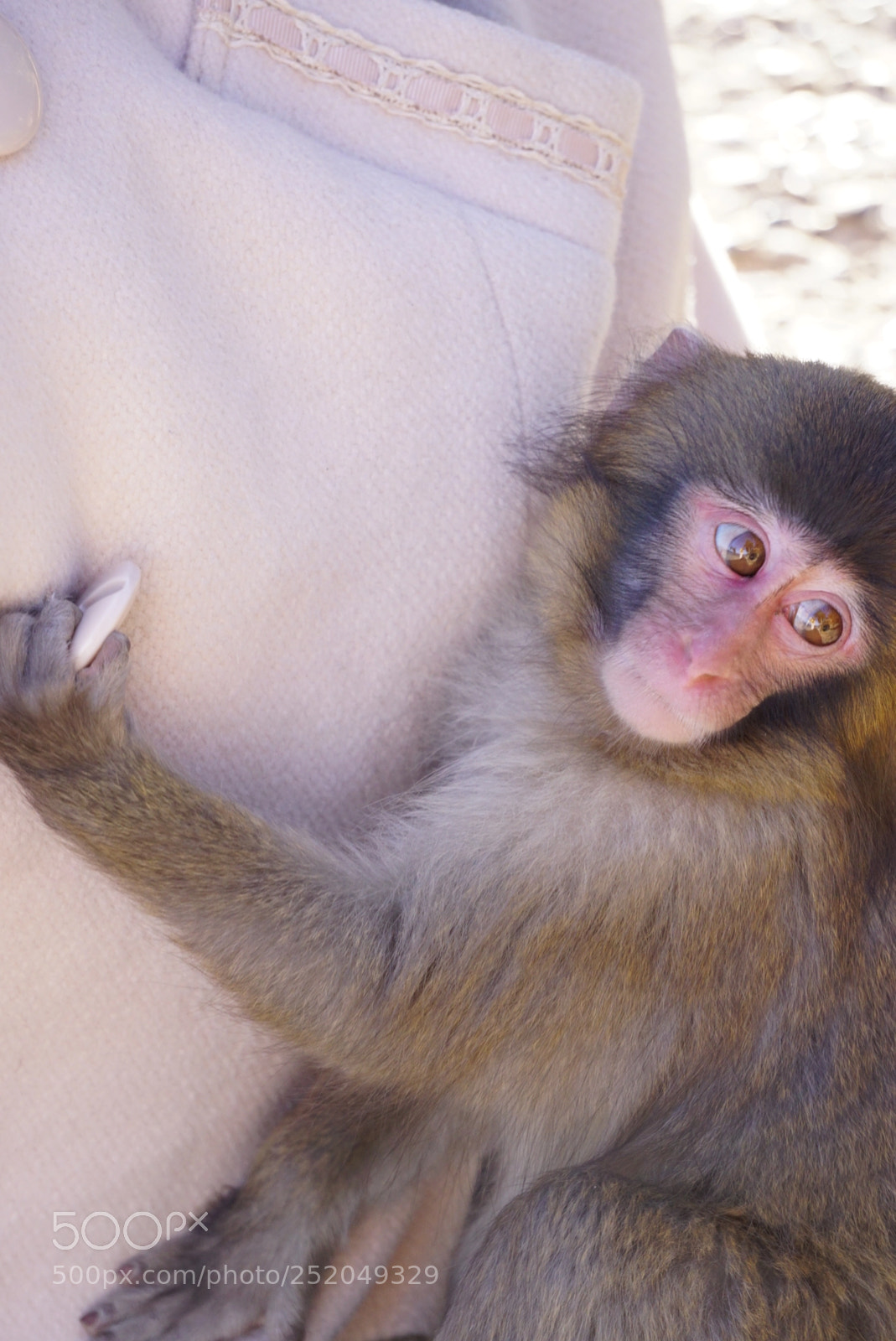 Sony a6000 sample photo. Cute baby monkey playing photography