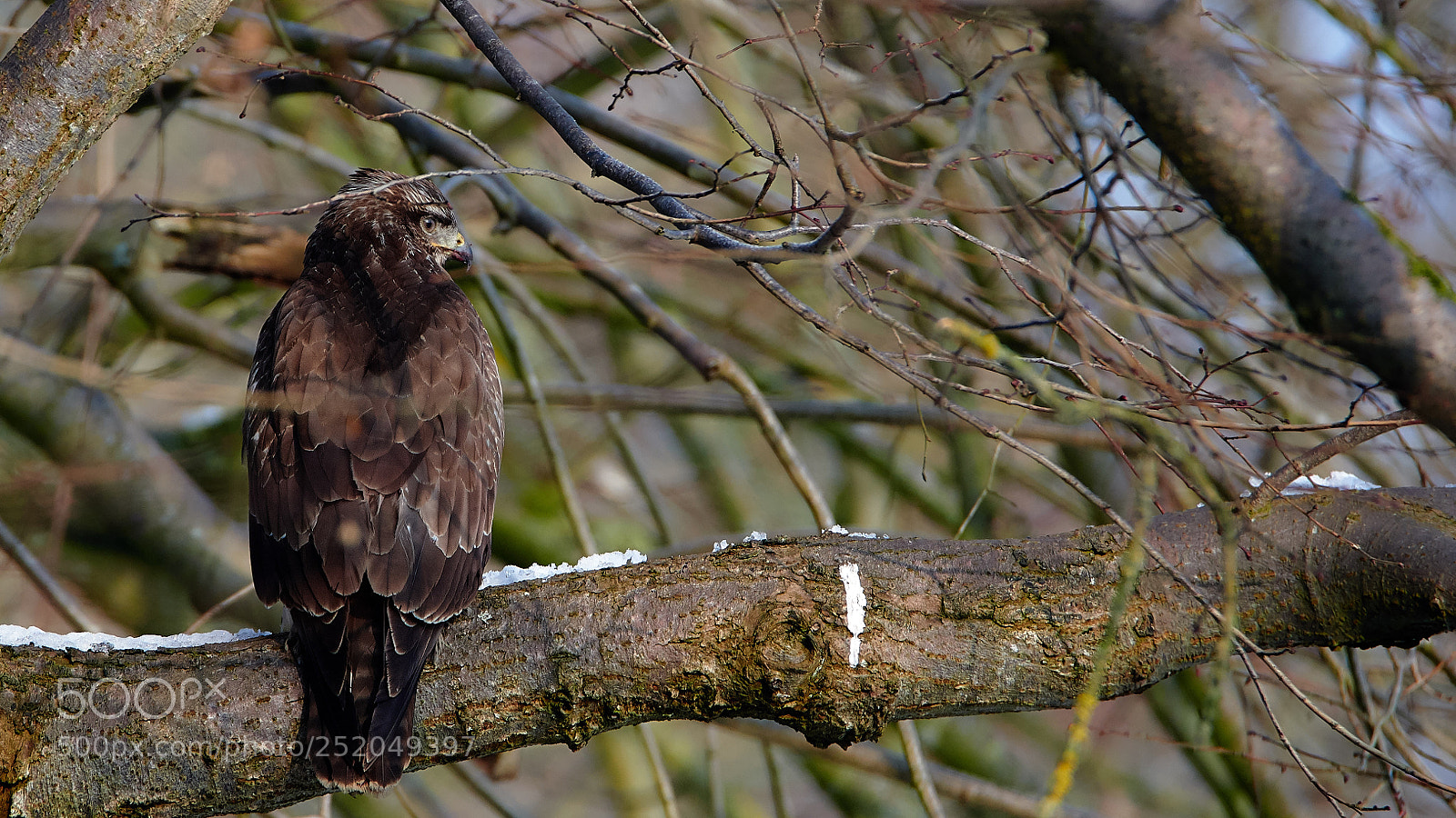Nikon D7500 sample photo. Common buzzard photography