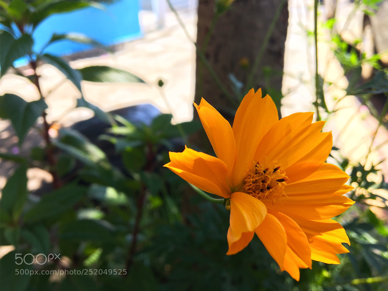 Apple iPhone 6s sample photo. Any yellow flower photography