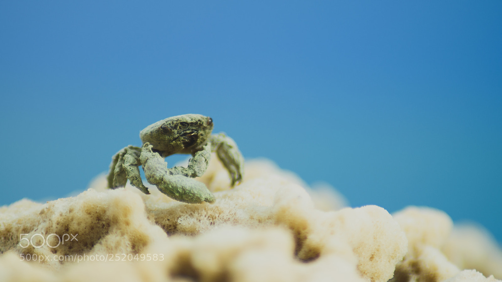 Nikon D5500 sample photo. Mr krabs photography