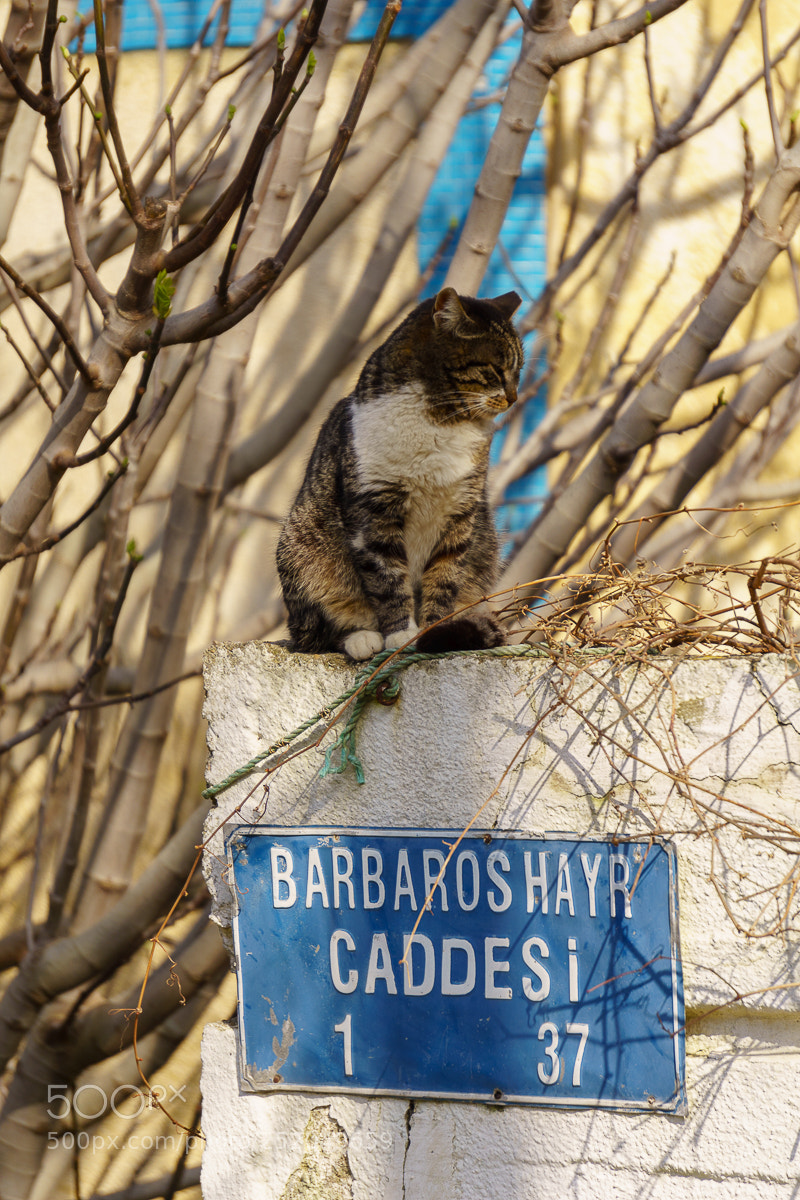 Sony a6000 sample photo. Cat on a warm photography