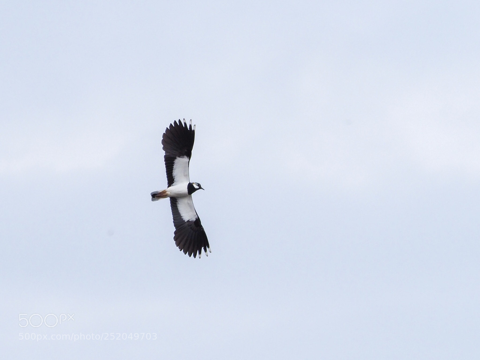 Olympus OM-D E-M1 Mark II sample photo. Flying high photography