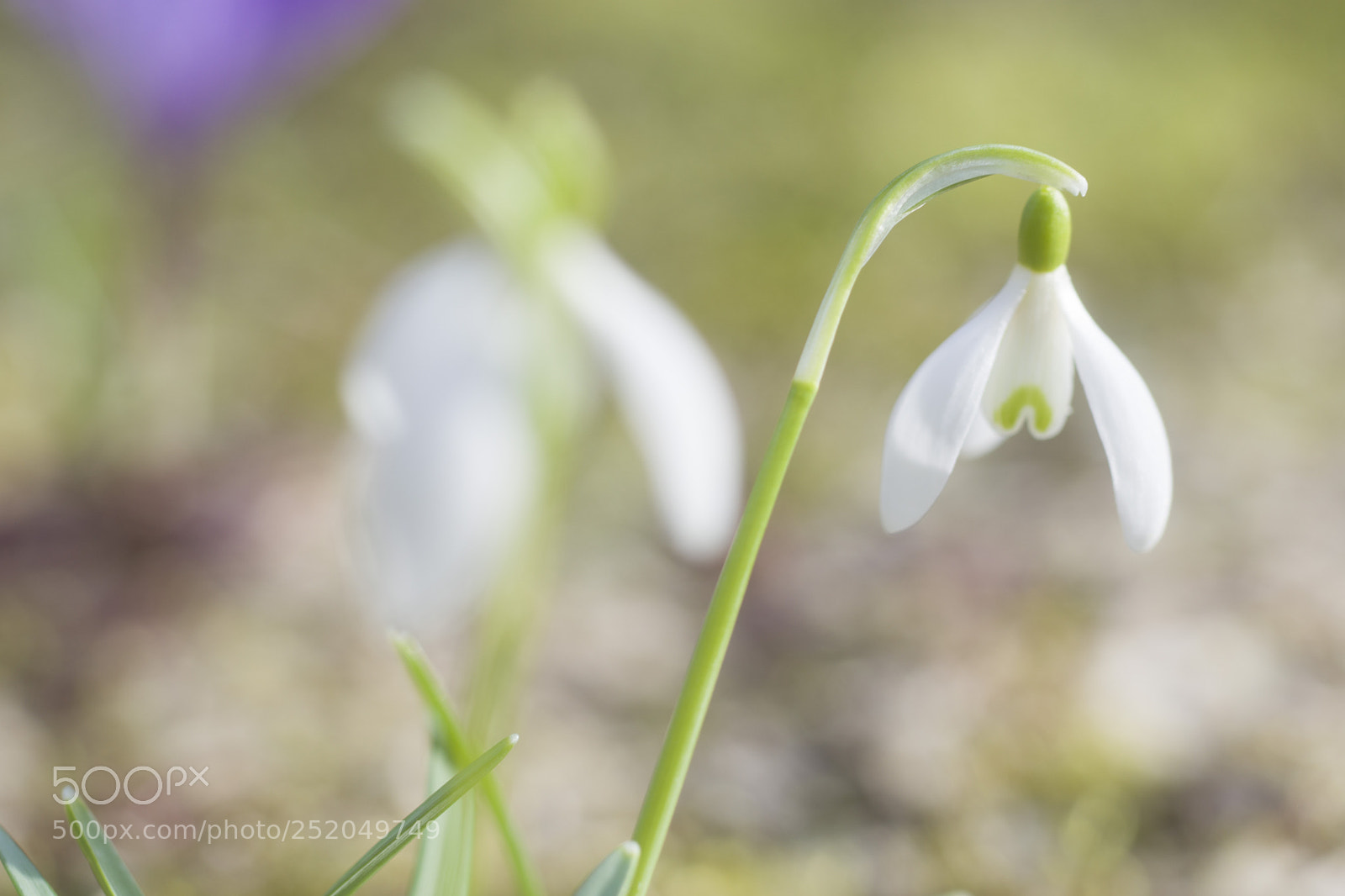 Sony a6000 sample photo. So zart ! photography