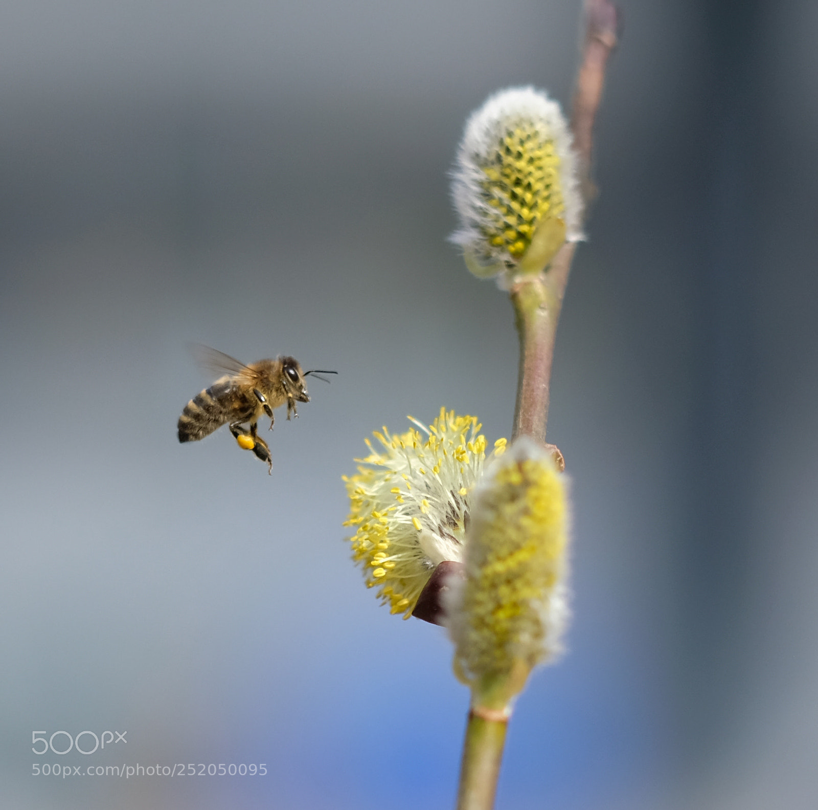 Fujifilm X-T2 sample photo. Bee in approach photography