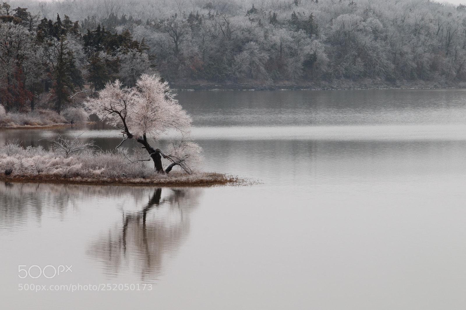 Canon EOS 70D sample photo. Ice tree photography