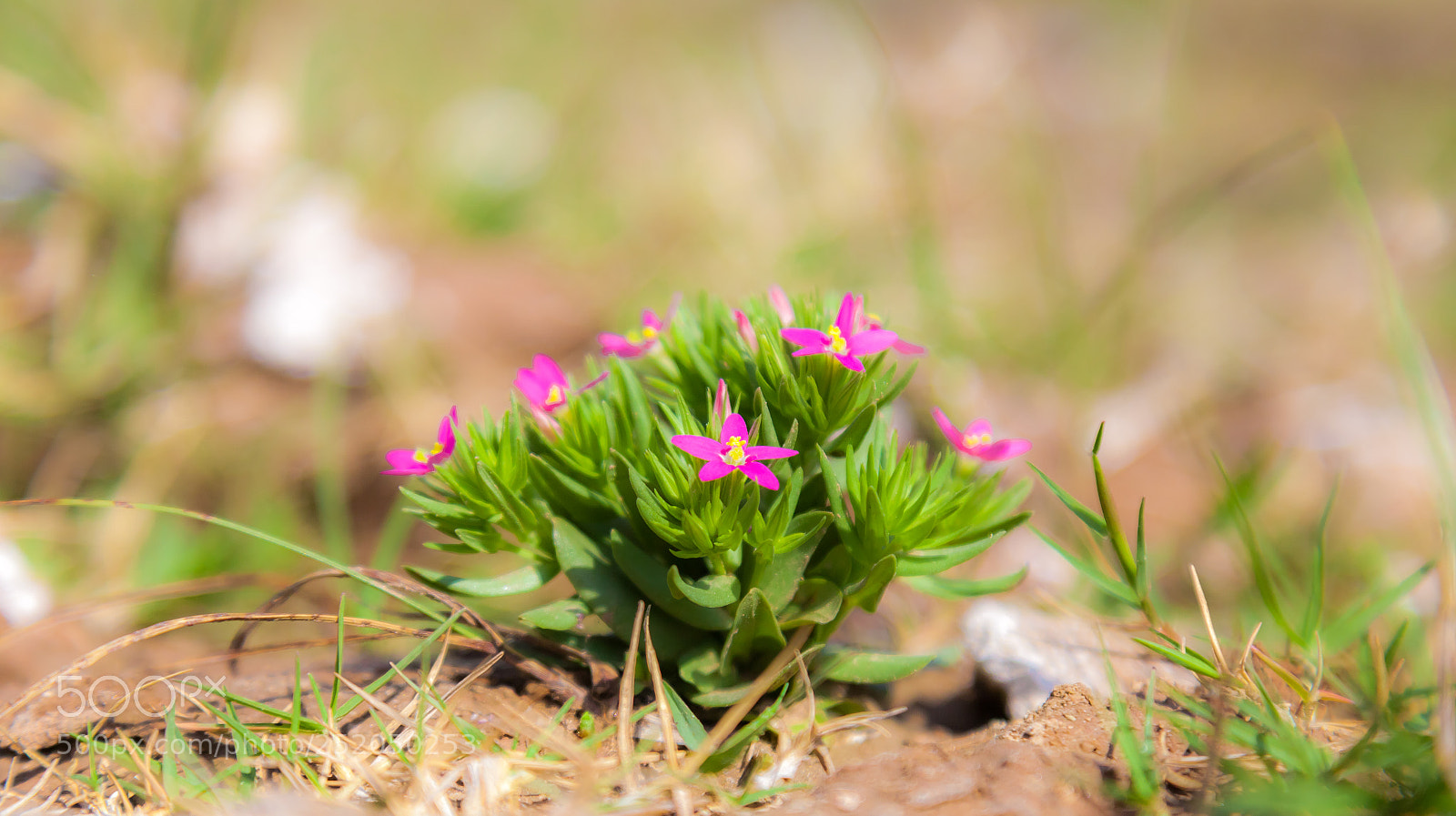 Canon EOS 5D Mark II sample photo. Tiny flowers photography