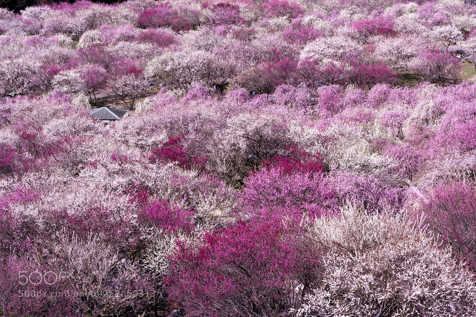 Sony a7R III sample photo. Plum sea photography