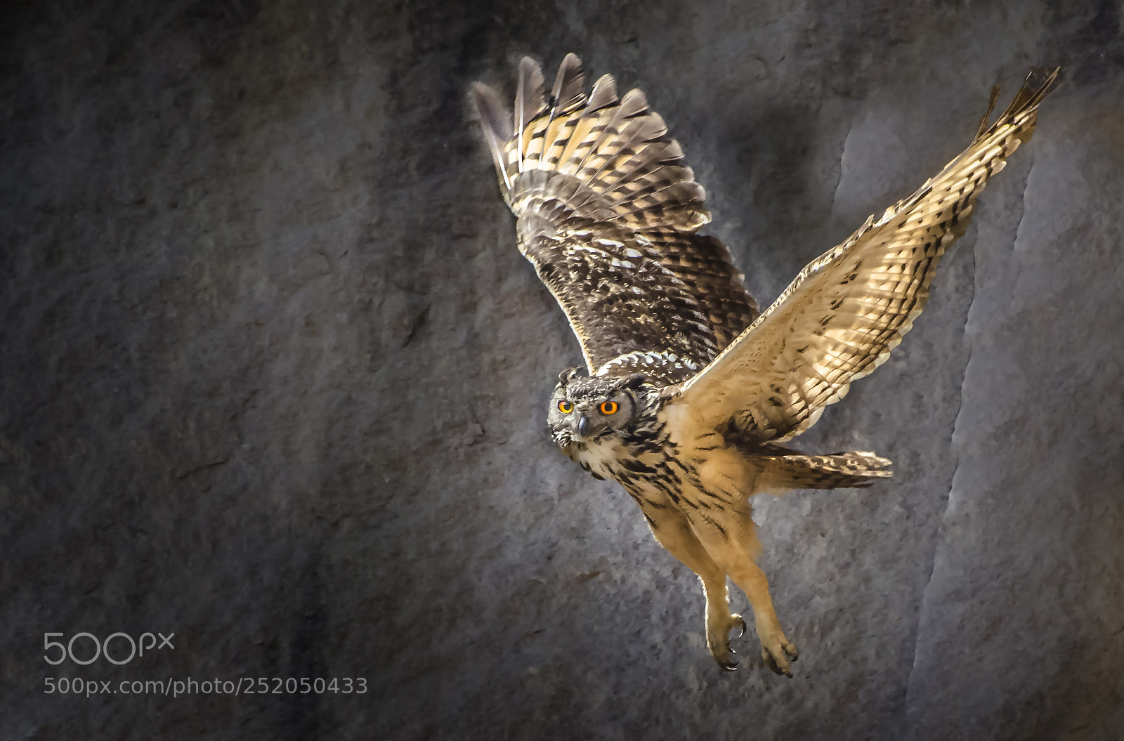 Nikon D7000 sample photo. Indian rock eagle owl photography