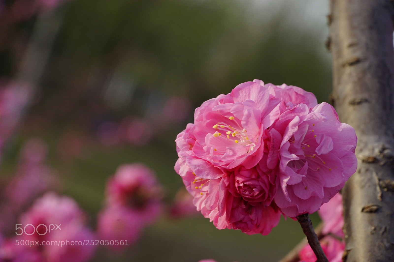 Sony a7 II sample photo. 花团锦簇 photography