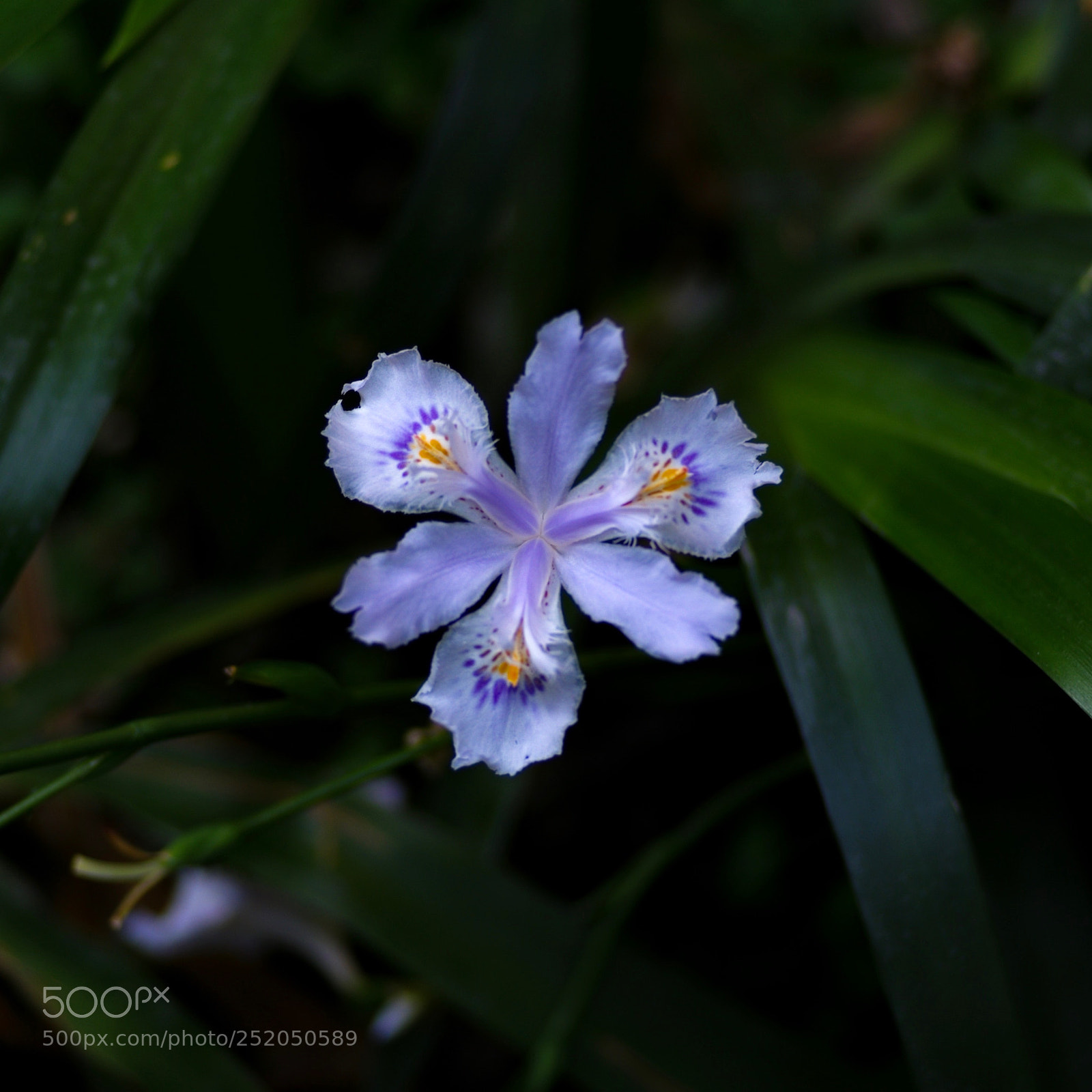 Leica M9 sample photo. Wild flower photography