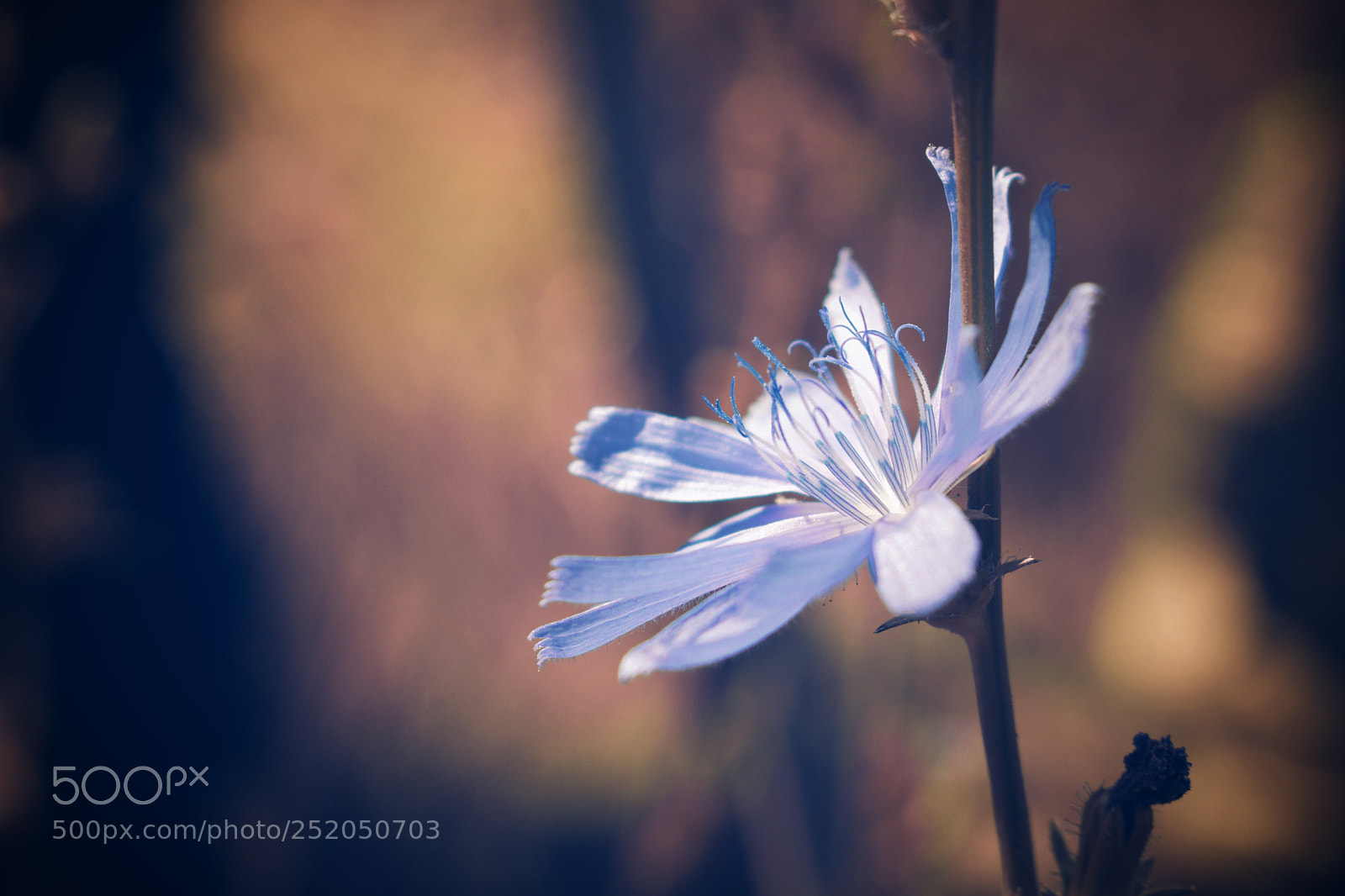 Nikon D5300 sample photo. Flower photography