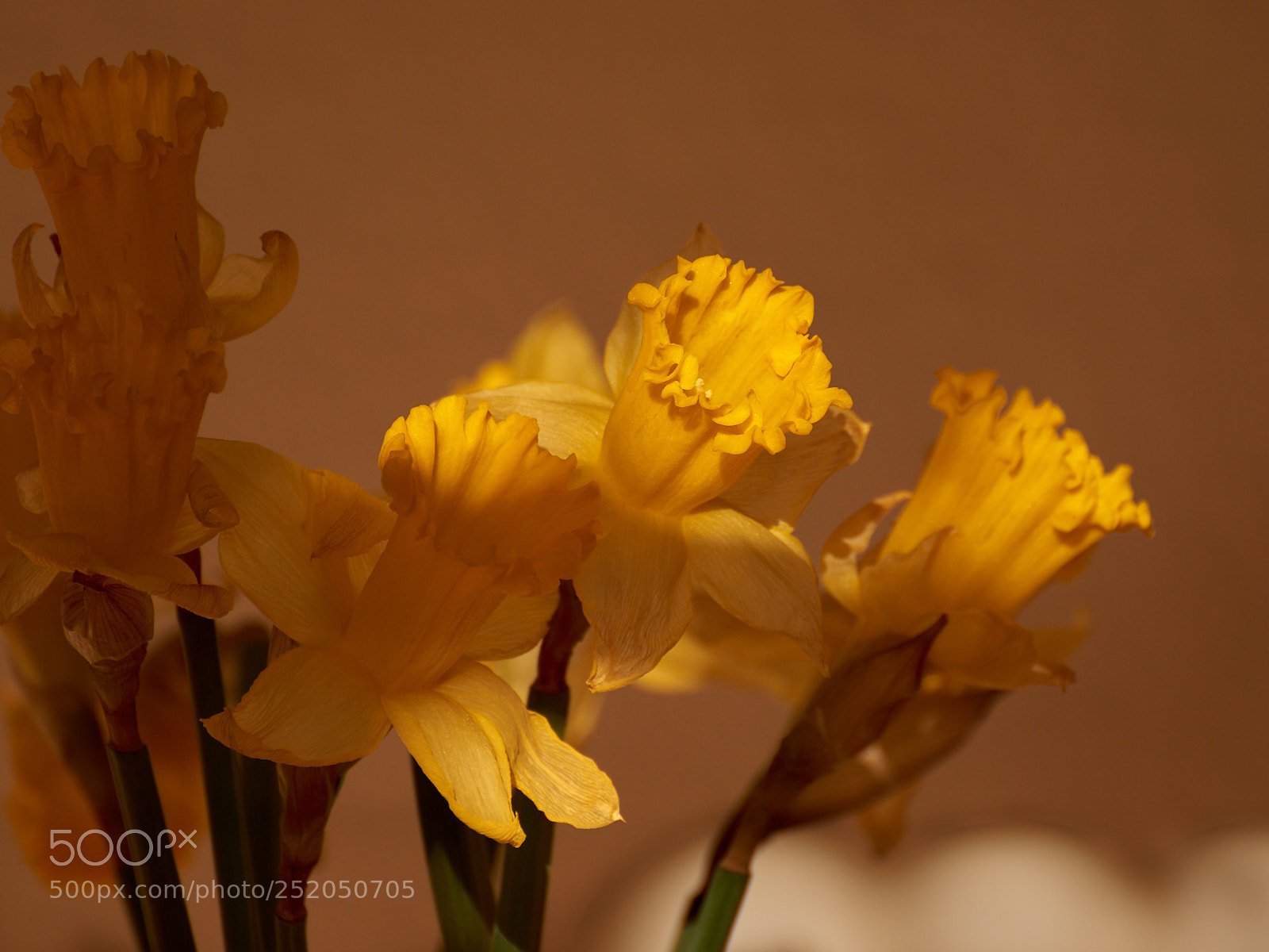 Sony SLT-A65 (SLT-A65V) sample photo. Daffodil at dusk photography