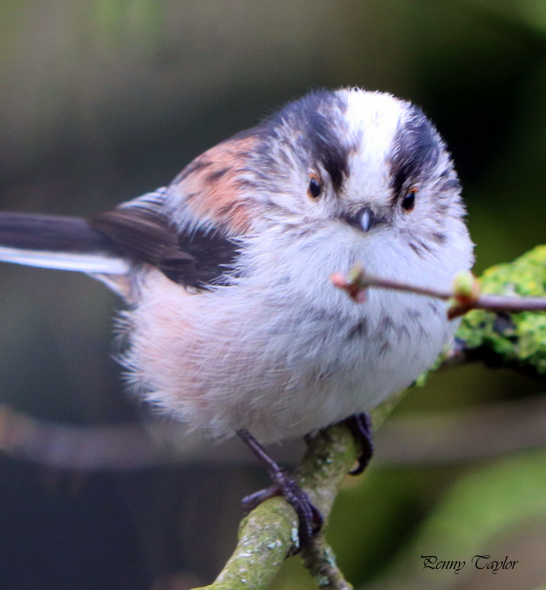 Canon EF 70-300 F4-5.6 IS II USM sample photo. Long tailed tit photography