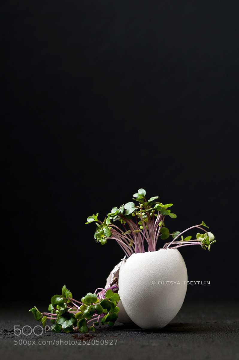 Nikon D3 sample photo. Young green cress-salad in photography