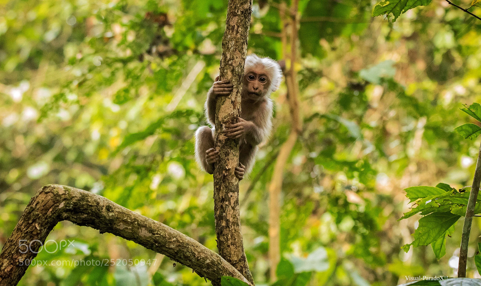 Canon EOS 7D Mark II sample photo. Curious stump-tailed macaque infant photography