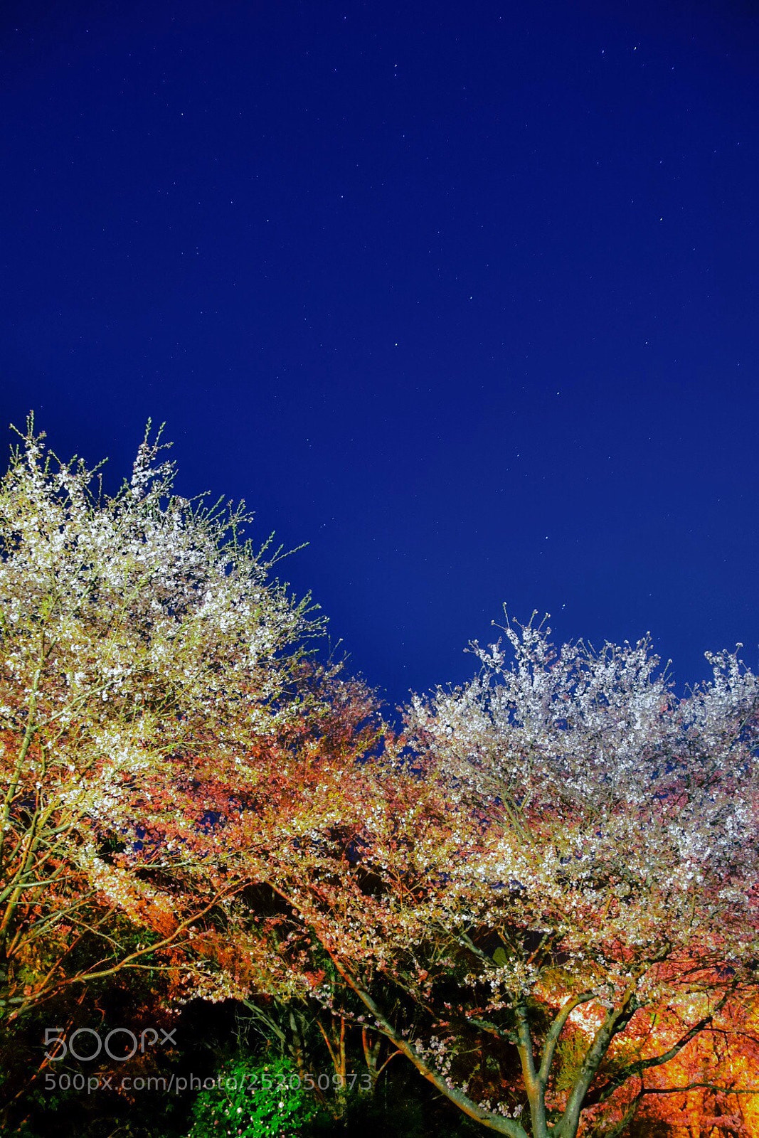 Nikon D5600 sample photo. The japanese cherry tree photography
