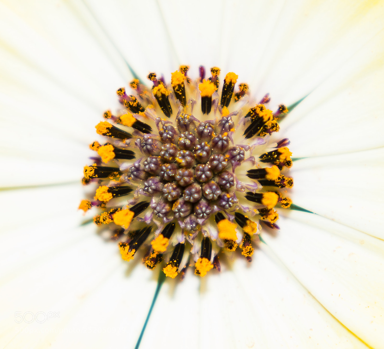 Nikon D7100 sample photo. Springtime, anafiotika - greece photography