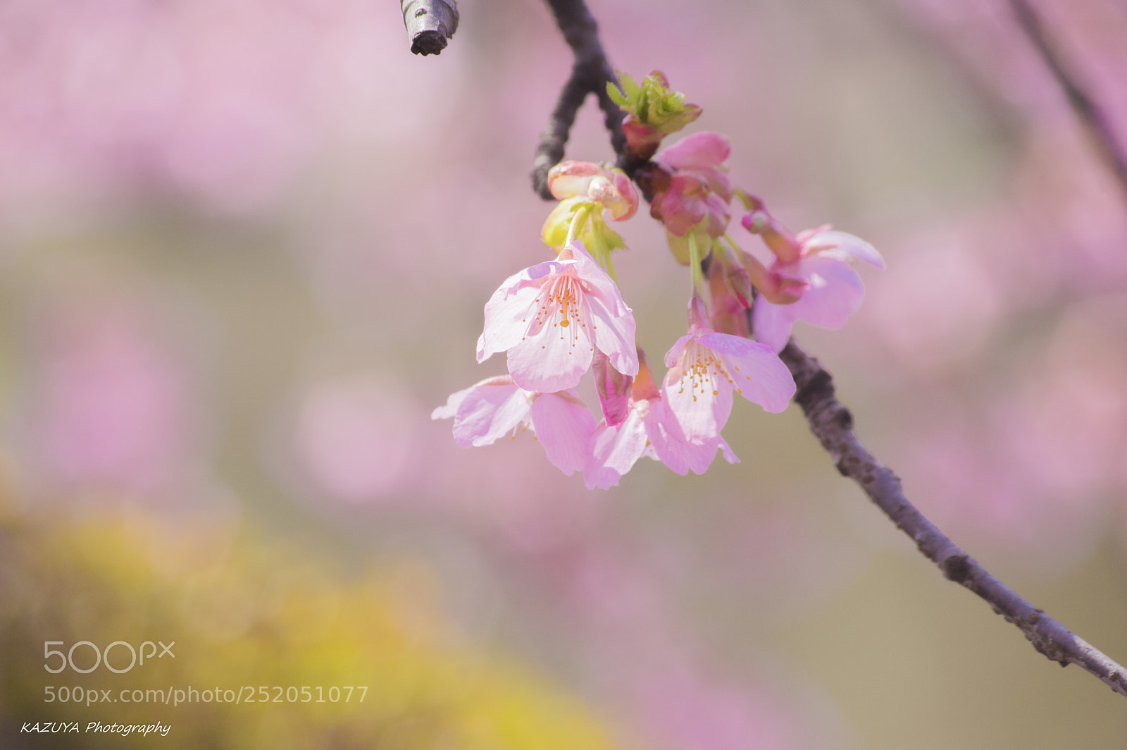 Pentax K-3 II sample photo. Cherry blossoms photography