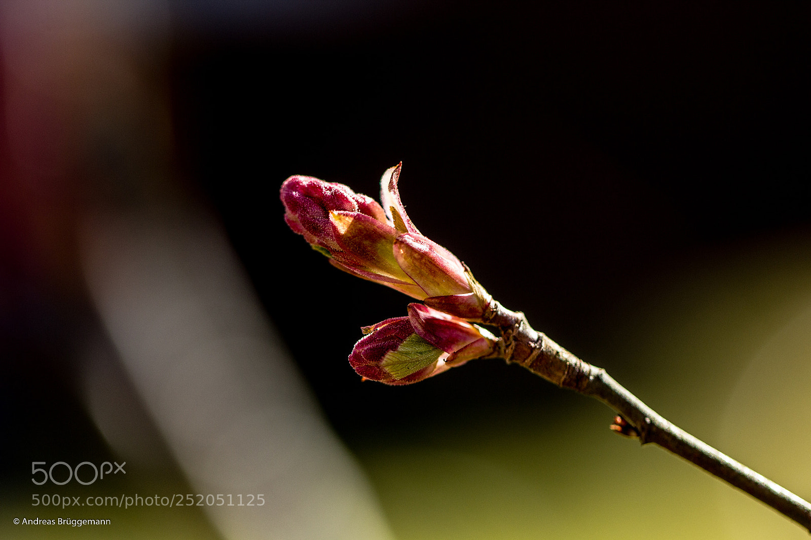 Canon EOS 60D sample photo. Frühling 2018_1 photography