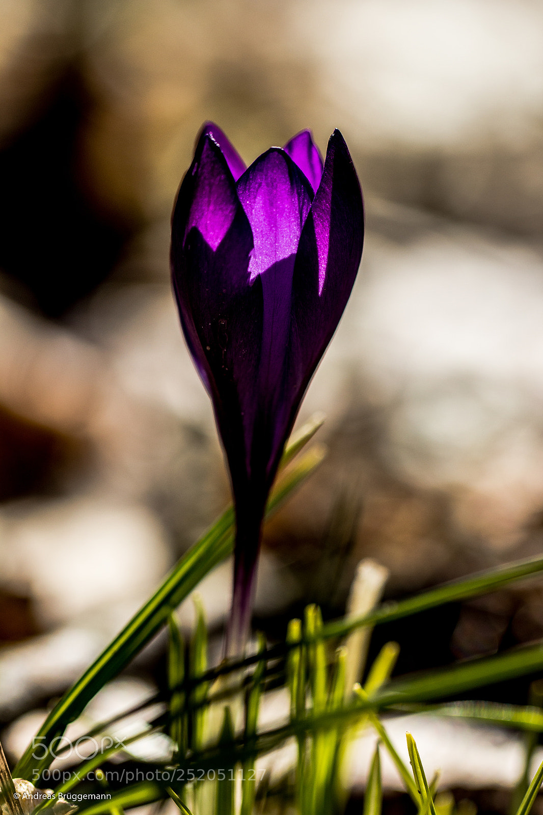 Canon EOS 60D sample photo. Frühling 2018_3 photography