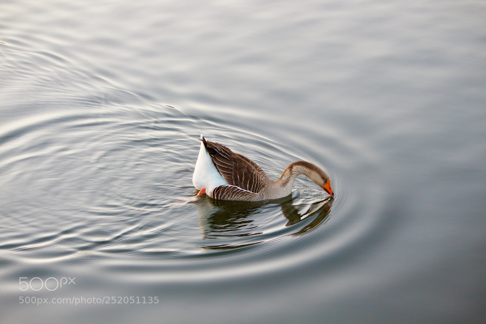 Canon EOS 700D (EOS Rebel T5i / EOS Kiss X7i) sample photo. Goose photography