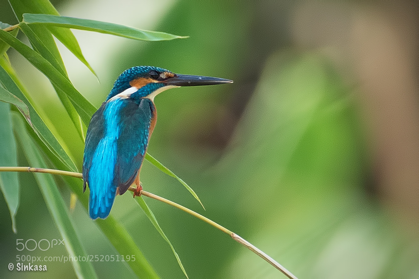 Olympus OM-D E-M1 Mark II sample photo. Common kingfisher photography