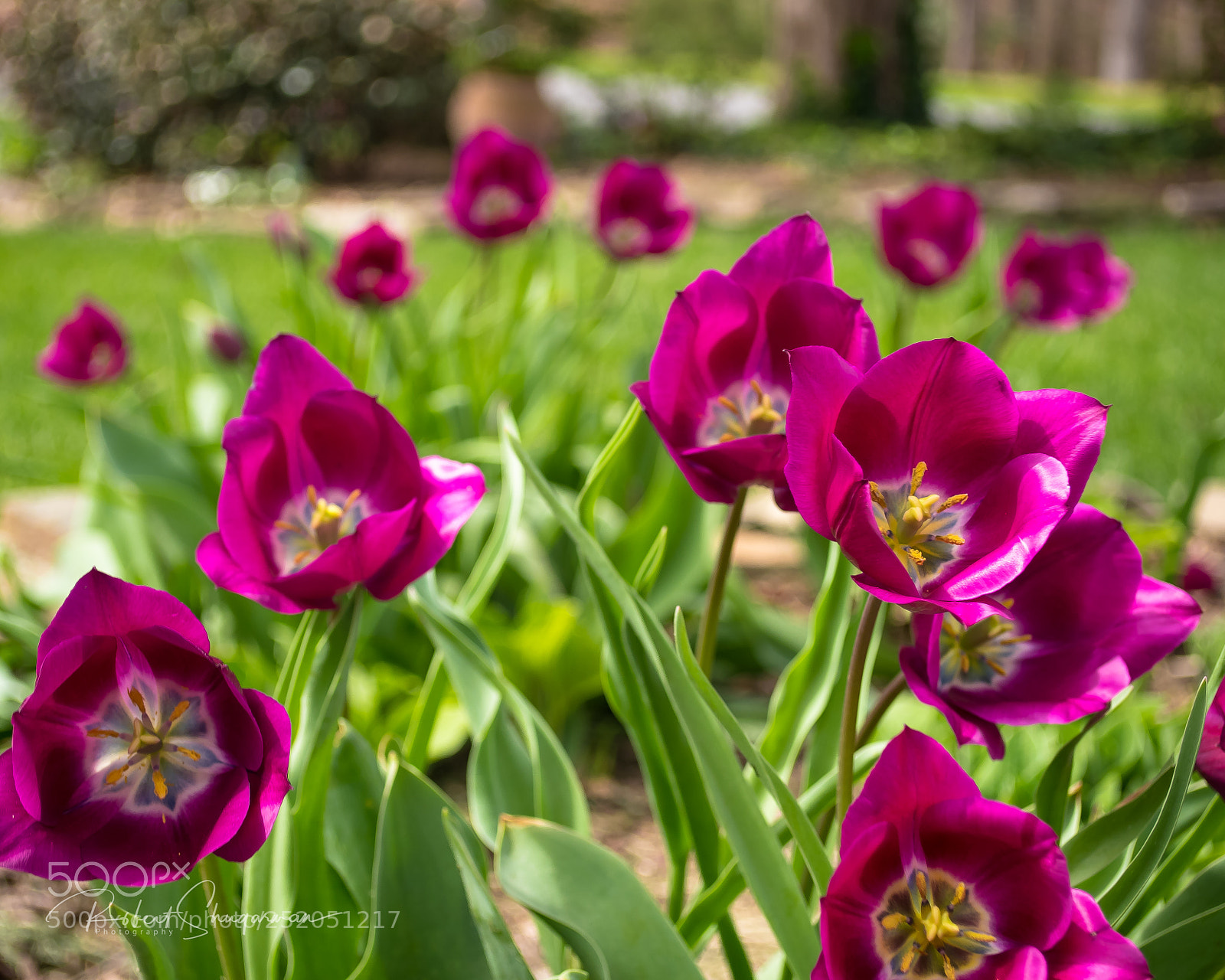 Nikon D850 sample photo. Tulips in springtime photography
