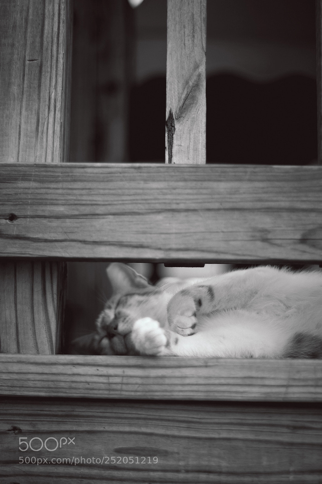 Nikon D5300 sample photo. Sleeping cat photography