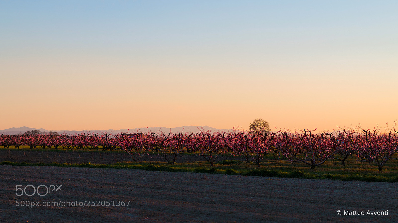 Canon EOS 70D sample photo. Blooming peach trees photography