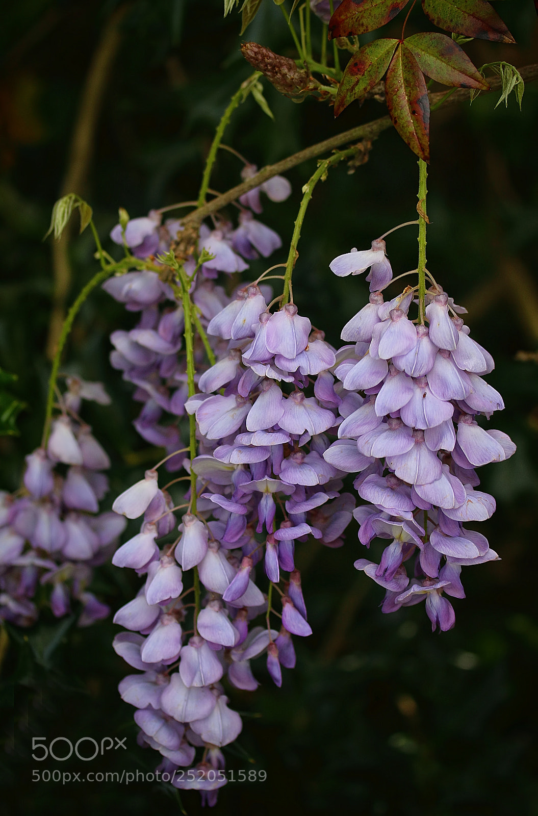 Canon EOS 70D sample photo. Wisteria photography