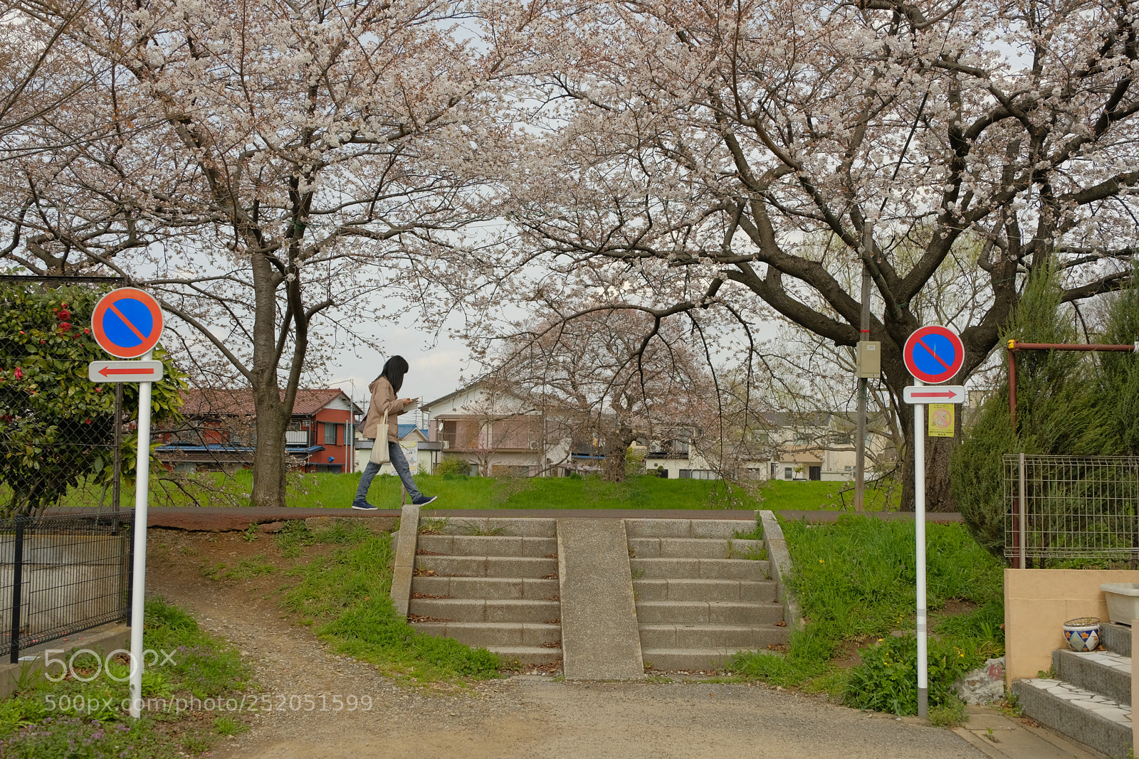 Fujifilm X-T2 sample photo. Cherry blossoms photography
