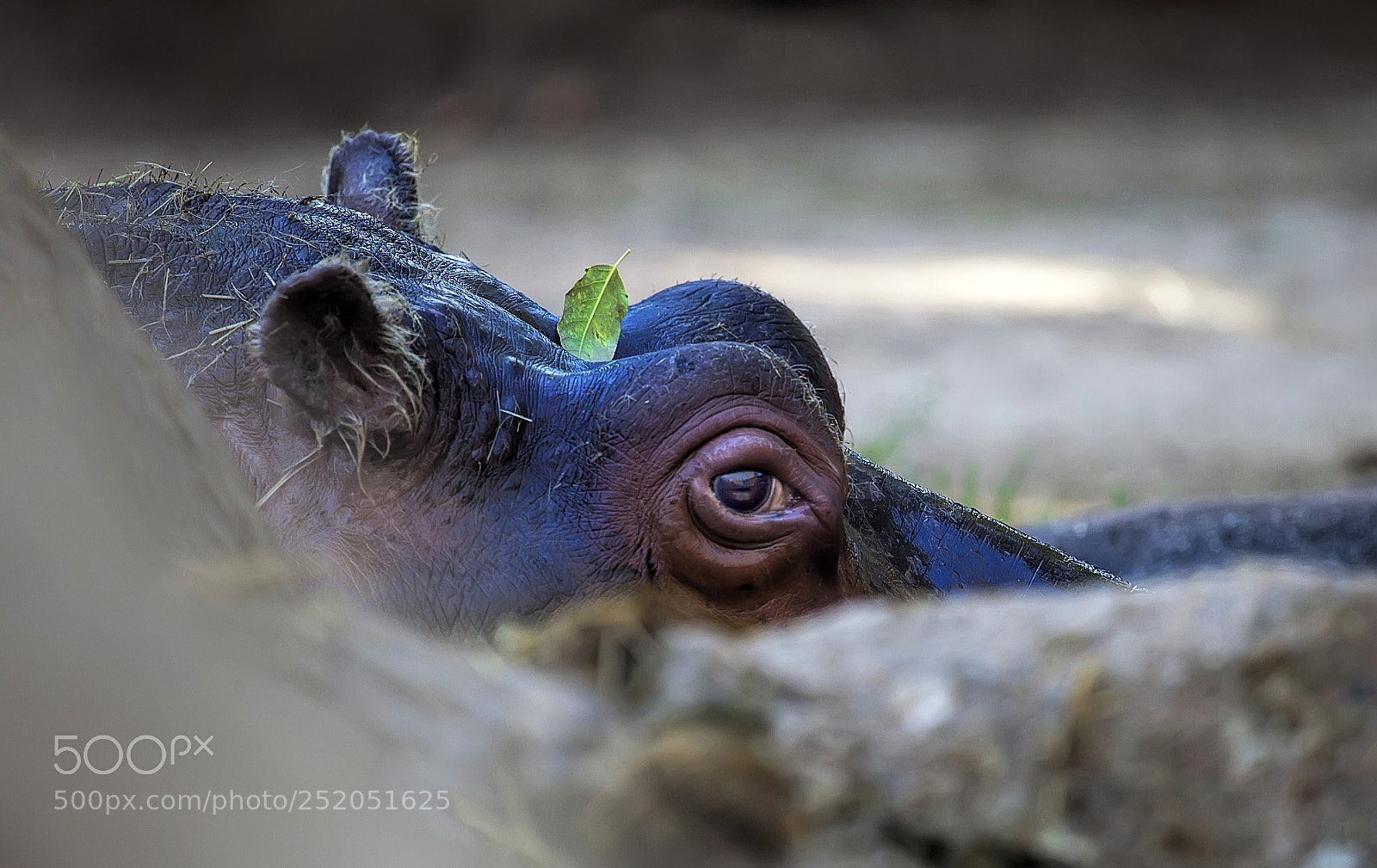 Canon EOS 5D Mark II sample photo. L'hippo à la feuille photography