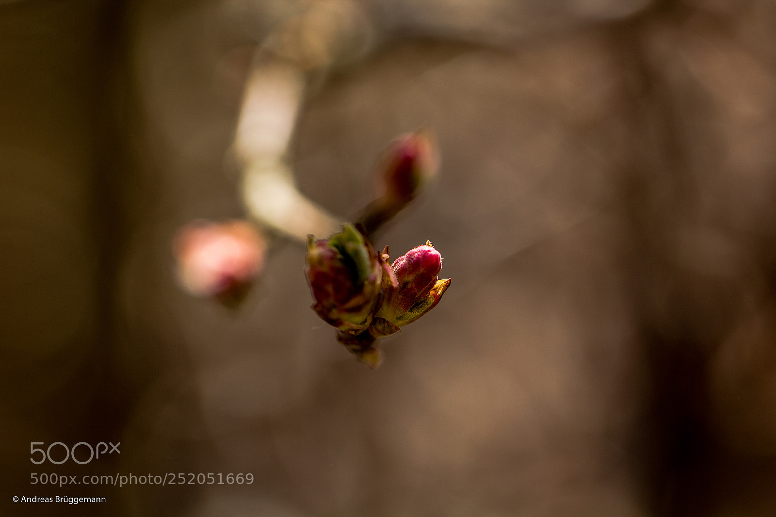 Canon EOS 60D sample photo. Frühling 2018 _3 photography