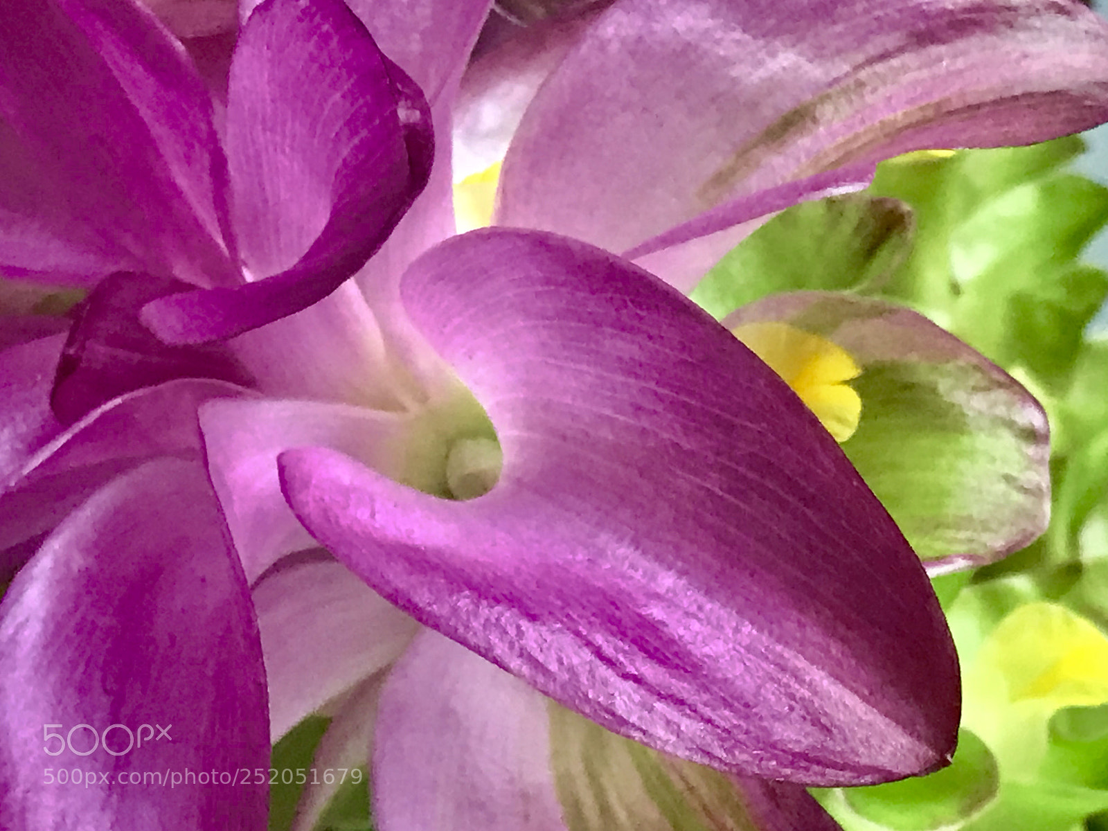 Apple iPhone 7 sample photo. Flower photography