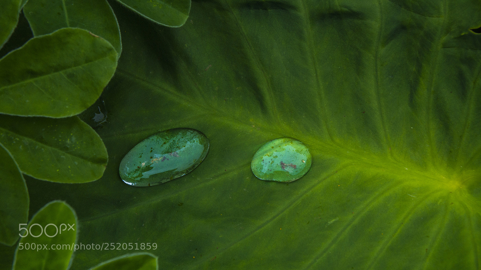 Sony SLT-A58 sample photo. Green life photography