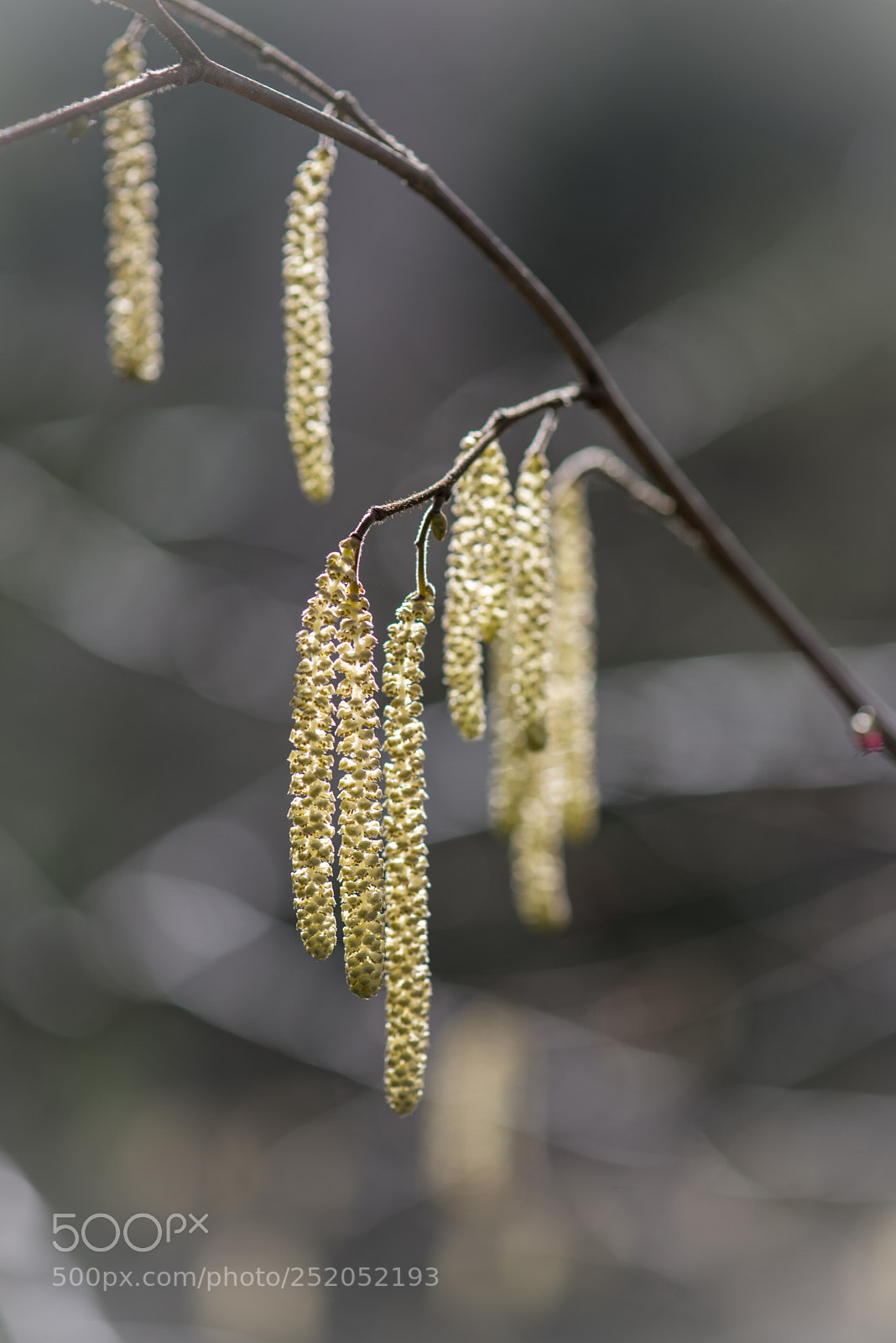 Nikon D800 sample photo. Springtime photography