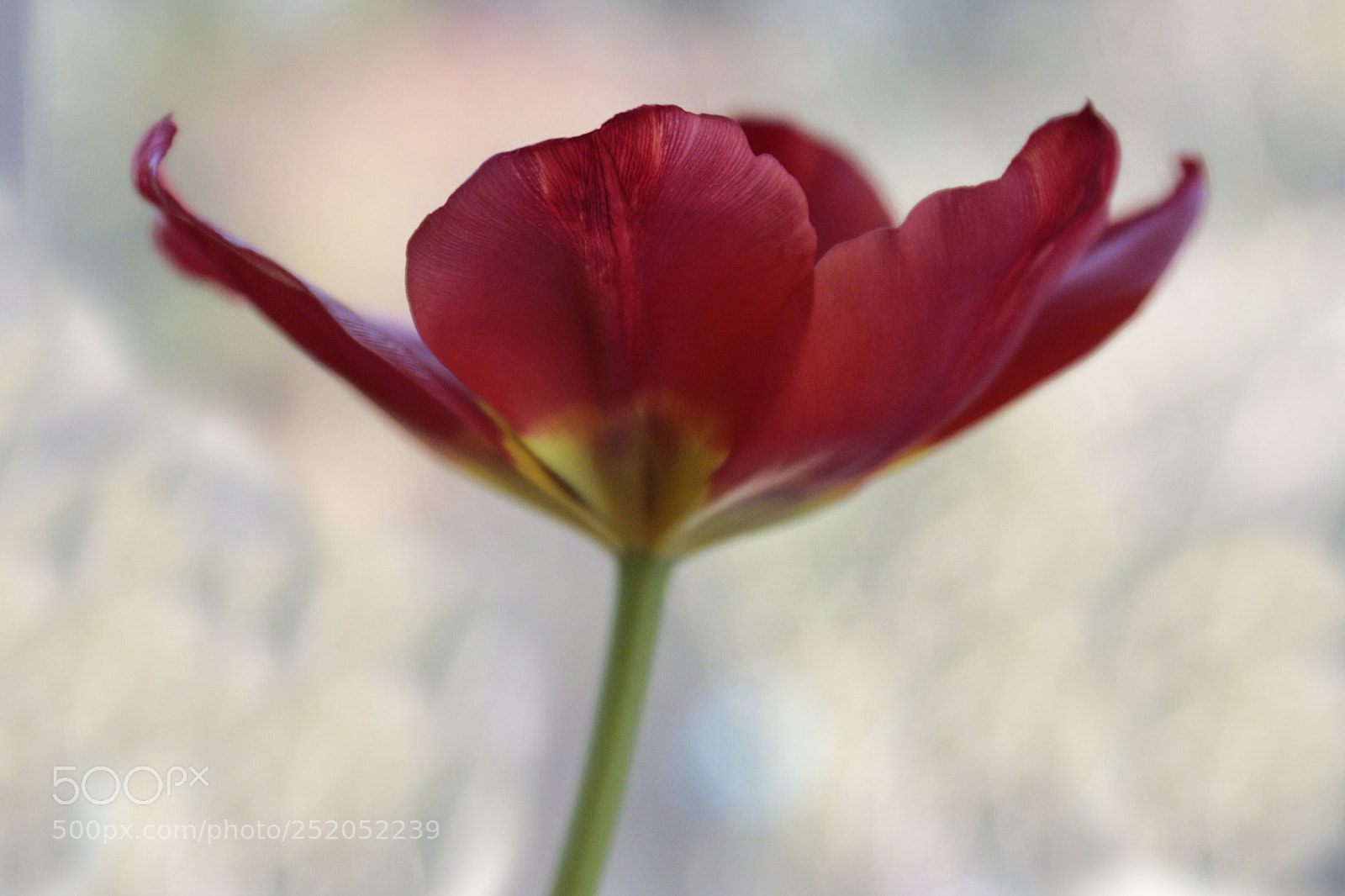 Canon EOS 70D sample photo. Single photography