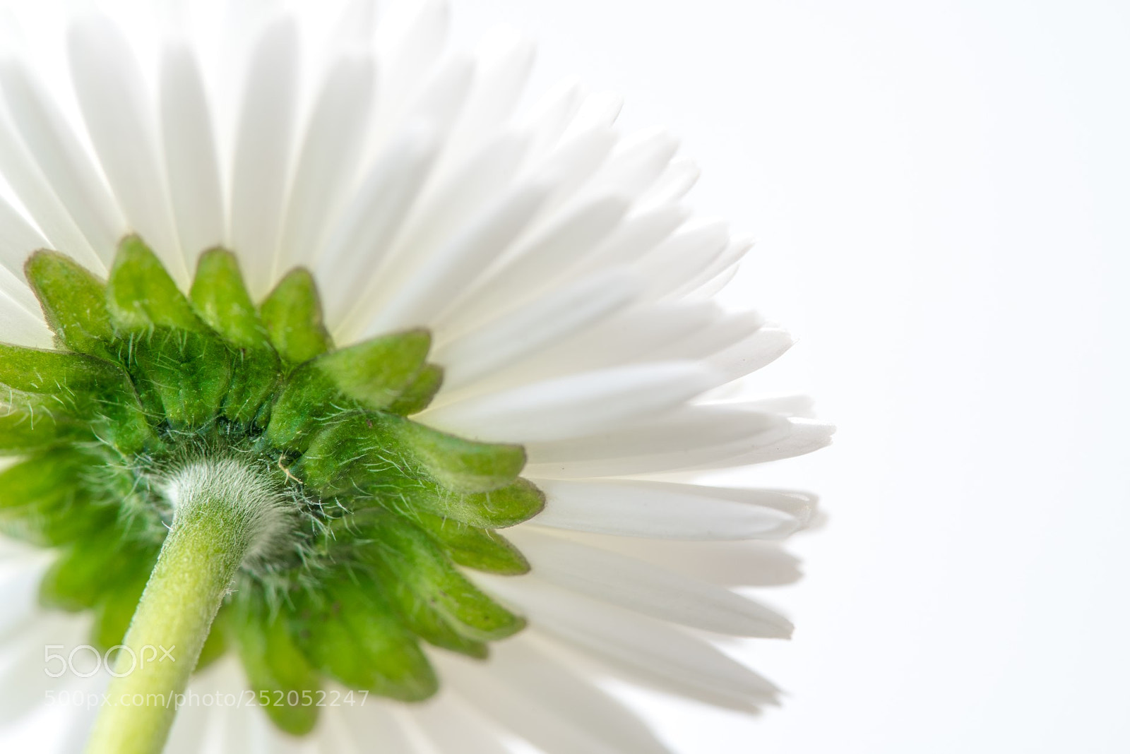 Sony a99 II sample photo. Daisy photography