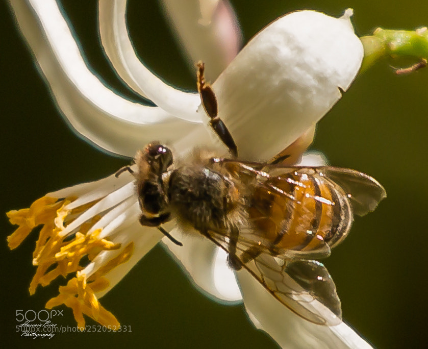 Canon EOS 70D sample photo. Honey maker. photography
