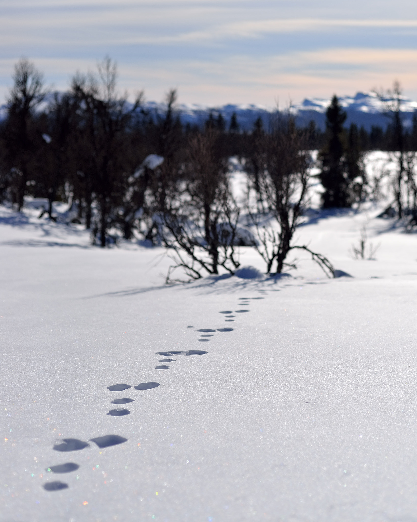Nikon D610 + Nikon AF Nikkor 50mm F1.8D sample photo. Hare and gone photography