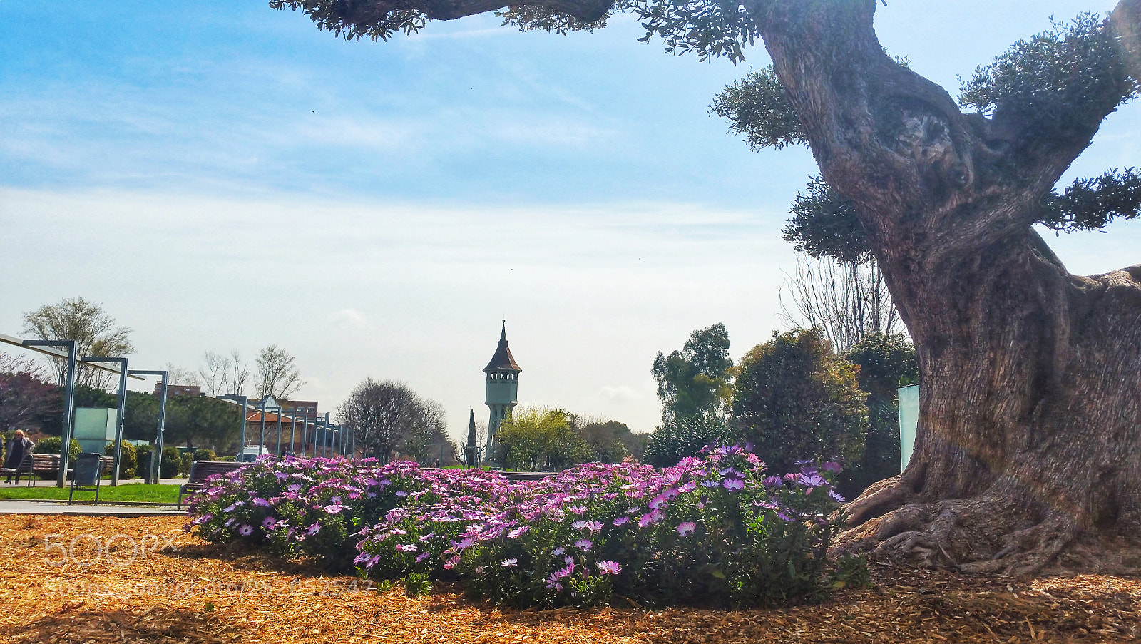 Samsung Galaxy Note4 sample photo. El olivo photography