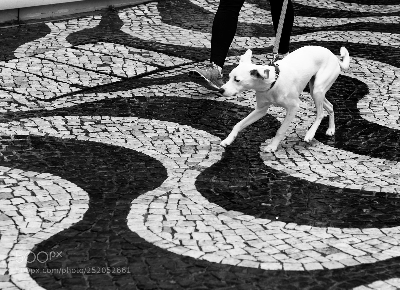 Nikon D810 sample photo. Dog walk in cascais photography