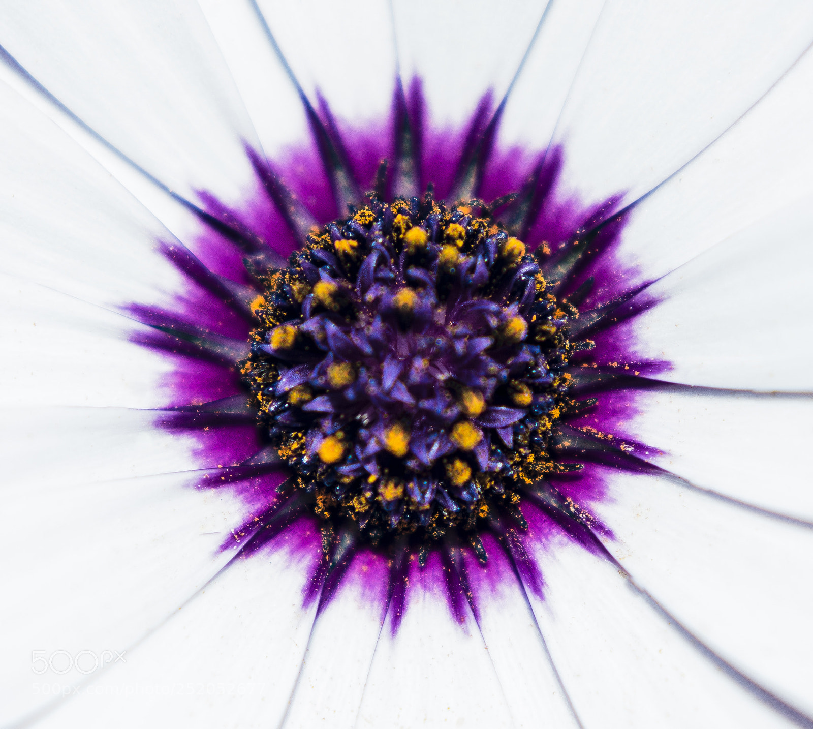 Nikon D7100 sample photo. The purple heart of photography