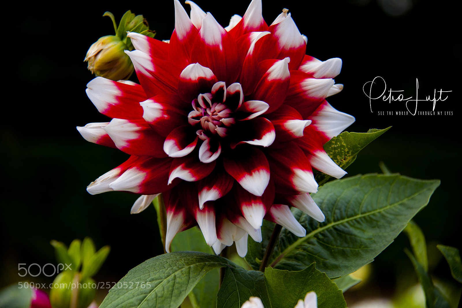 Canon EOS 50D sample photo. Red and white flower photography