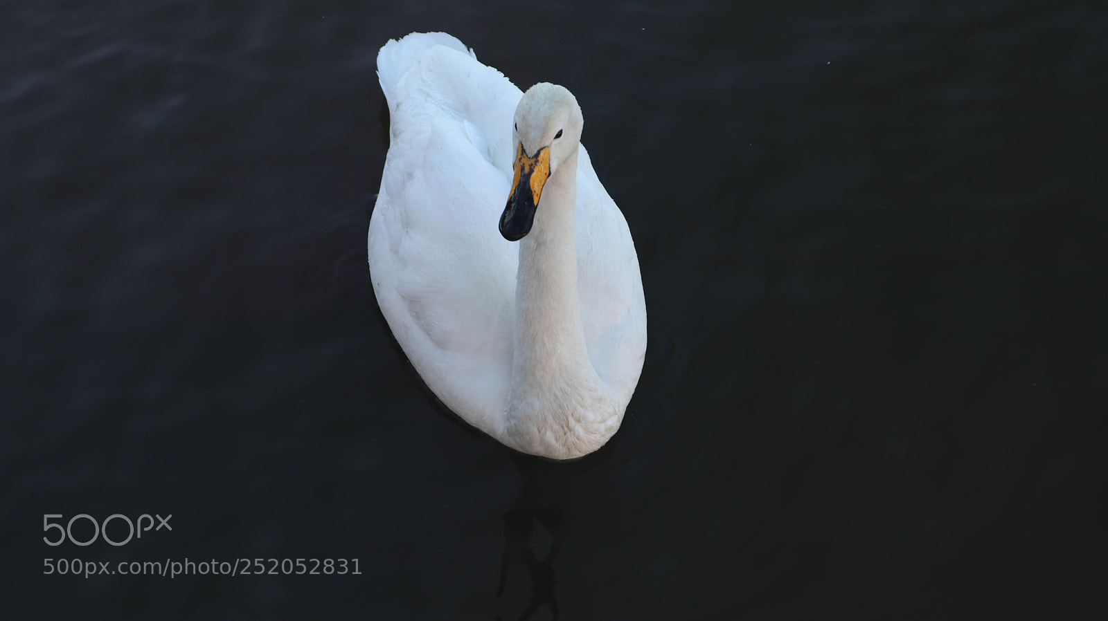 Canon EOS M6 sample photo. Majestic goose photography