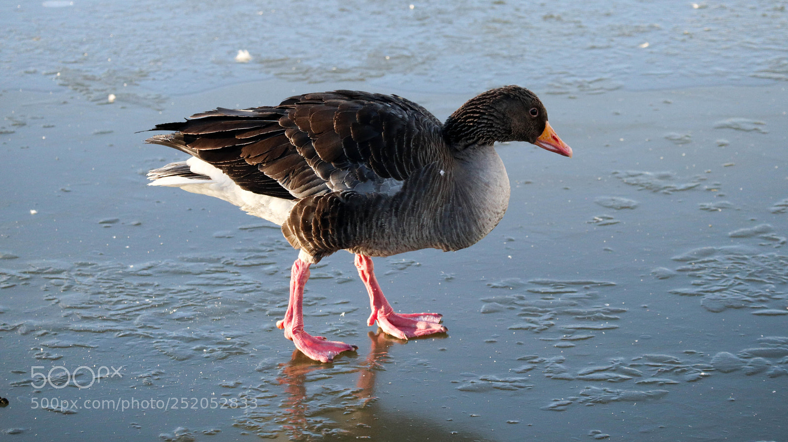 Canon EOS M6 sample photo. Cold walking photography