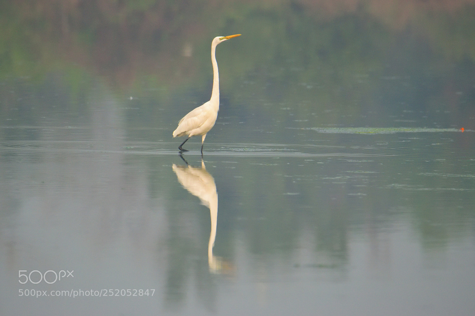 Nikon D3300 sample photo. Egret photography